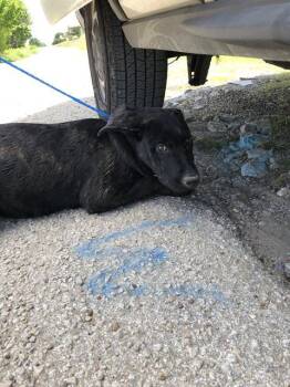 Mixed Breed Dogs Available for Adoption in Dallas, Texas - DITCH | PetCurious