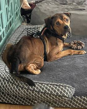 Scuba Steve -  Rhodesian Ridgeback and Redbone Coonhound Dog for Adoption in Mechanicsburg, Pennsylvania - Scuba Steve | PetCurious
