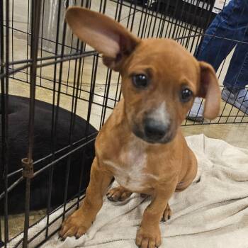 Mixed Breed Dogs Available for Adoption - Happy/Rusty | PetCurious