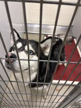 SKY -  Siberian Husky Dog Available for Adoption in West Valley City, Utah - SKY | PetCurious