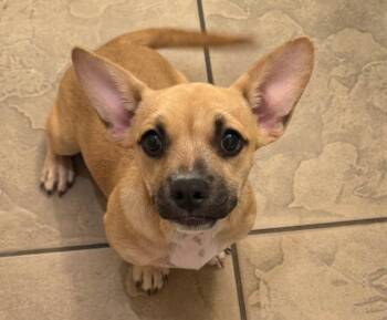 MUtt mix -  American Staffordshire Terrier and Cardigan Welsh Corgi Dog for Adoption in Tustin, California - MUtt Mix | PetCurious