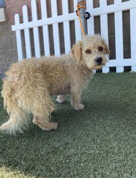Poodle and Mixed Breed Dogs Available for Adoption in Modesto, California - A609726 | PetCurious