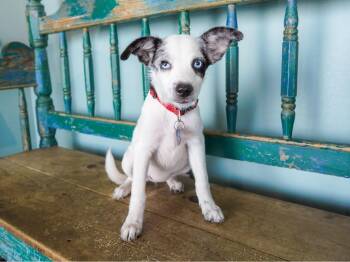 Lotus -  Border Collie and Australian Shepherd Dog for Adoption in San Antonio, Texas - Lotus | PetCurious
