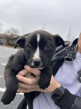 Rescue Mixed Breed Dogs for Adoption in Puyallup, Washington - Sienna | PetCurious