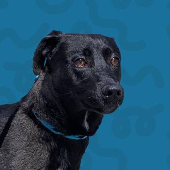 Shepherd Dogs Available for Adoption in Reno, Nevada - Harmony | PetCurious