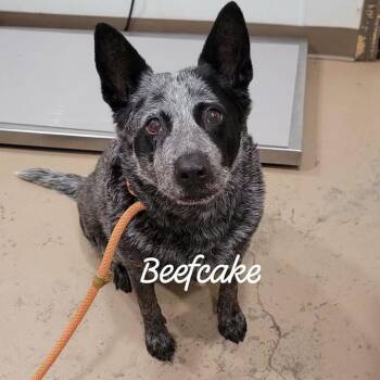 Beefcake -  Australian Cattle Dog Blue Heeler and Mixed Breed Dog for Adoption in Buchanan Dam, Texas - Beefcake | PetCurious