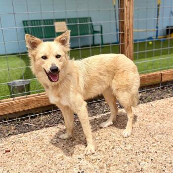 Bombona 26-06-103 -  Husky and Mixed Breed Dog for Adoption in Bastrop, Texas - Bombona 26-06-103 | PetCurious