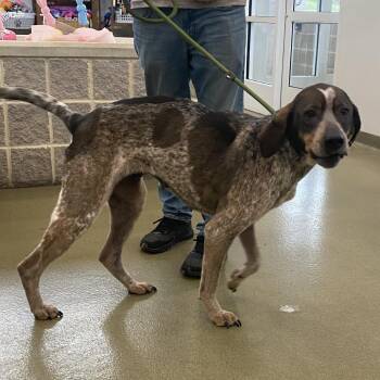 Hound Dogs Available for Adoption - 70409 | PetCurious