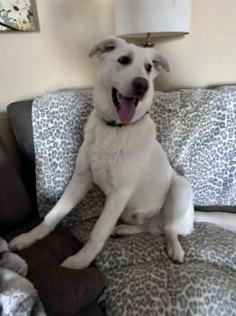 Maremma Sheepdog Dogs Available for Adoption - Phineas | PetCurious