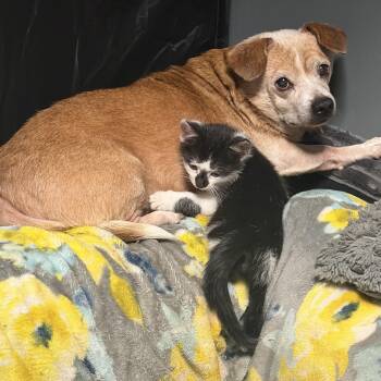 Archie -  Chihuahua and Jack Russell Terrier Dog for Adoption in Milford, Ohio - Archie | PetCurious