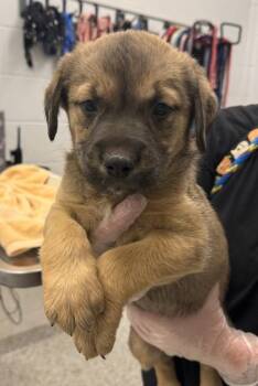 Mantis -  Mixed Breed Dog for Adoption in Kansas City, Missouri - Mantis | PetCurious