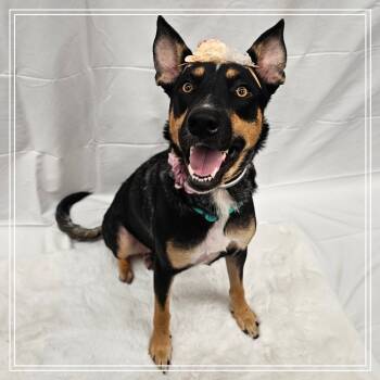 Rescue German Shepherd Dog Dogs for Adoption in Chandler, Arizona - Bunny | PetCurious