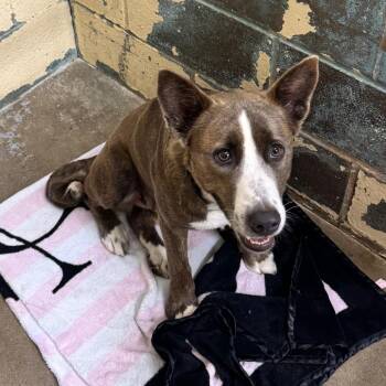 Mabel HA -  Mixed Breed Dog for Adoption in Union, Missouri - Mabel HA | PetCurious