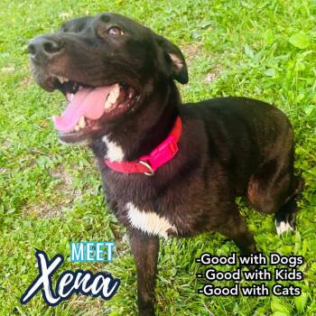 Rescue Black Labrador Retriever Dogs for Adoption in Royalton, Illinois - Xena | PetCurious