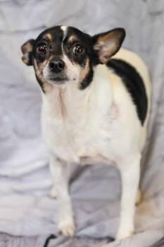 Sketch -  Terrier and Mixed Breed Dog for Adoption in Dothan, Alabama - Sketch | PetCurious