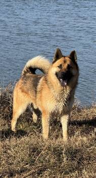 Rescue Husky Dogs for Adoption in Holly Springs, Mississippi - Brutus | PetCurious