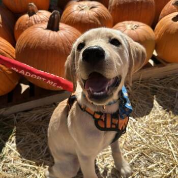 Rescue Golden Retriever and Labrador Retriever Dogs for Adoption in Lakewood Ranch, Florida - Paige | PetCurious
