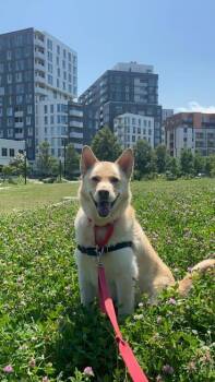 Tukk -  Mixed Breed Dog for Adoption in Montreal, Quebec - Tukk | PetCurious