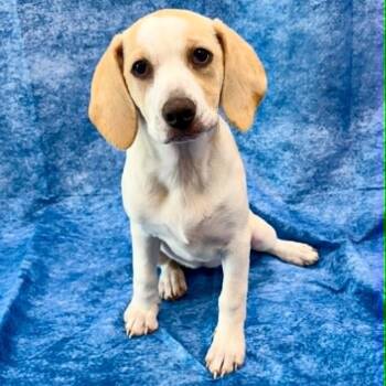 Shortie -  Beagle Dog for Adoption in Rushville, Illinois - Shortie | PetCurious