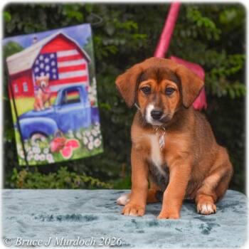 Peppermint -  Labrador Retriever Dog for Adoption in Wake Forest, North Carolina - Peppermint | PetCurious
