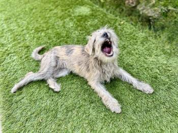 Sadie -  Mixed Breed Dog for Adoption in San Diego, California - Sadie | PetCurious