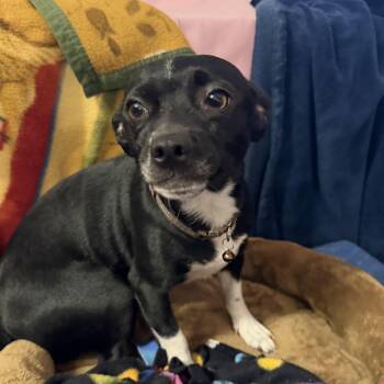 Alpha - 12 lbs -  Chihuahua Dog for Adoption in Muldrow, Oklahoma - Alpha - 12 Lbs | PetCurious