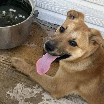Buddy -  Mixed Breed Dog for Adoption in Norman, Oklahoma - Buddy | PetCurious