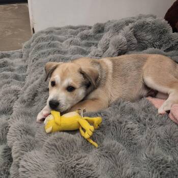 Husky and German Shepherd Dog Dogs Available for Adoption - Fred | PetCurious