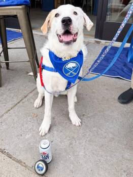 Bo -  Labrador Retriever and Great Pyrenees Dog for Adoption in Springville, New York - Bo | PetCurious