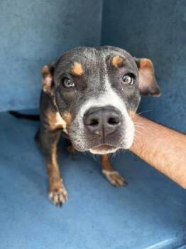 Marley - 3 -  Mixed Breed Dog for Adoption in Daytona Beach, Florida - Marley - 3 | PetCurious