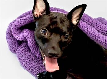 JASMINE -  Labrador Retriever and Mixed Breed Dog for Adoption in Fort Lauderdale, Florida - JASMINE | PetCurious