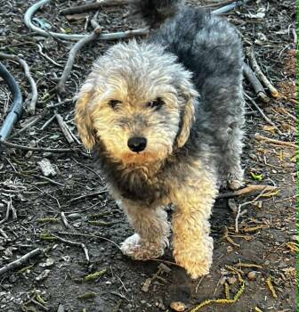 Miniature Poodle Dogs Available for Adoption in Heiskell, Tennessee - Pickles | PetCurious