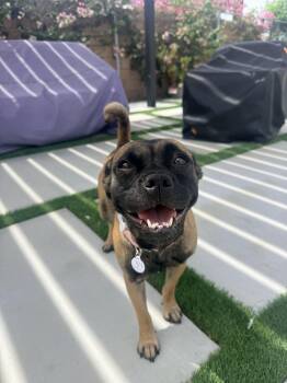 Rosalita -  Pug and Mixed Breed Dog for Adoption in West Hollywood, California - Rosalita | PetCurious
