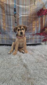 Kaia -  Husky and Labrador Retriever Dog for Adoption in Newmarket, Ontario - Kaia | PetCurious
