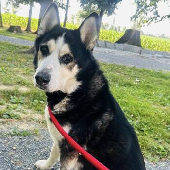 Alpha -  Husky Dog for Adoption in Myerstown, Pennsylvania - Alpha | PetCurious