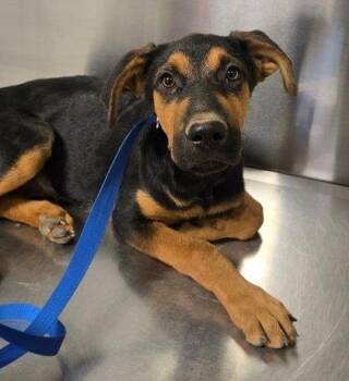Cami Cupid -  German Shepherd Dog and Doberman Pinscher Dog for Adoption in Fresno, California - Cami Cupid | PetCurious