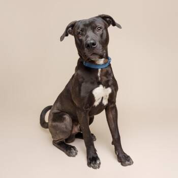 Mixed Breed Dogs Available for Adoption - Brownie Sundae | PetCurious