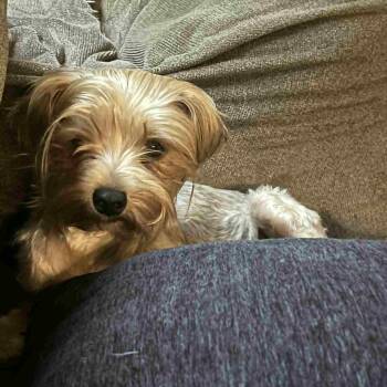 Rescue Yorkshire Terrier Dogs for Adoption in Bethel, Connecticut - Cannoli | PetCurious