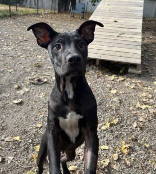 Fleece available 10/22 -  Labrador Retriever Dog for Adoption in Elmsford, New York - Fleece Available 10/22 | PetCurious