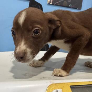 Chihuahua and Mixed Breed Dogs Available for Adoption in Lynchburg, Virginia - Colin | PetCurious