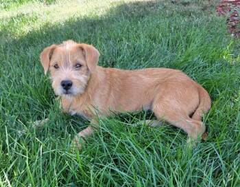 Sully -  Rat Terrier and Mixed Breed Dog for Adoption in Severance, Colorado - Sully | PetCurious