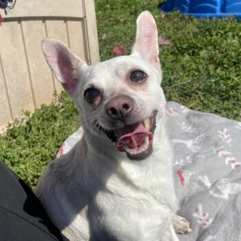 The Rock -  Chihuahua and Mixed Breed Dog for Adoption in York, Pennsylvania - The Rock | PetCurious