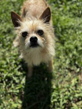 Wirehaired Terrier Dogs Available for Adoption - Coop | PetCurious