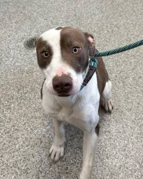 Mixed Breed Dogs Available for Adoption in Van Wert, Ohio - CD001771 | PetCurious