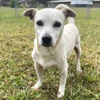 Rescue Mixed Breed Dogs for Adoption in Volcano, Hawaii - Gina | PetCurious