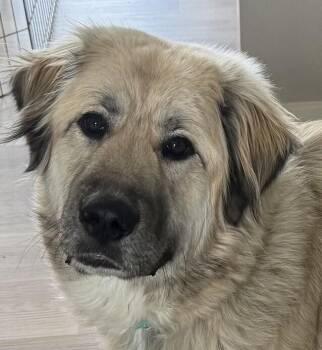 Quinny PKA Quinlan -  Great Pyrenees and Anatolian Shepherd Dog for Adoption in Dallas, Texas - Quinny PKA Quinlan | PetCurious