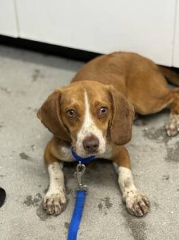 Beagle and Mixed Breed Dogs Available for Adoption in West Chester, Pennsylvania - Perkins | PetCurious