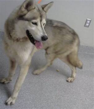 LOBO -  Siberian Husky and Mixed Breed Dog for Adoption in Pasadena, Texas - LOBO | PetCurious
