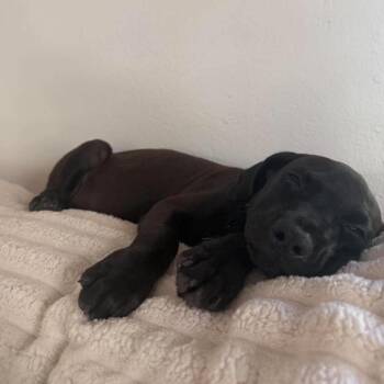 Stevie -  Mixed Breed Dog for Adoption in Frederiksted, St. Croix - Stevie | PetCurious