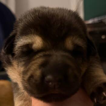 Shepherd and Labrador Retriever Dogs Available for Adoption in Greenfield, Indiana - Kaiser | PetCurious